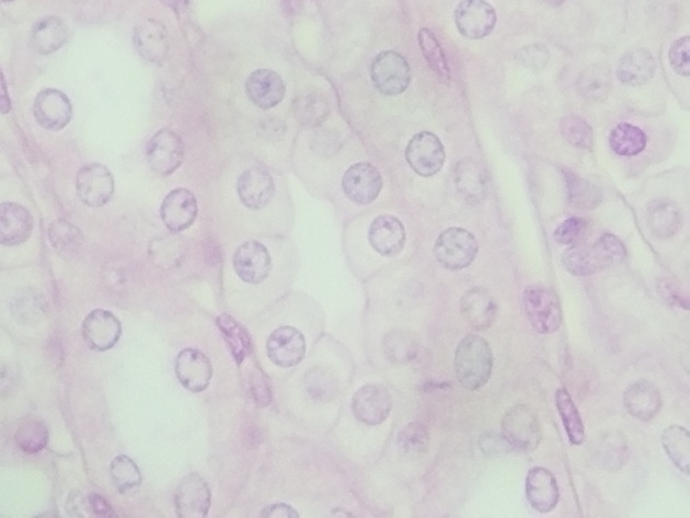 Simple Cuboidal Epithelium Slides - Simple Cuboidal Epithelium 05 400X